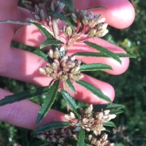 Olearia erubescens at Paddys River, ACT - 9 Oct 2021