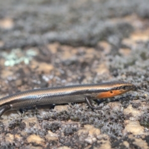 Acritoscincus platynotus at Tennent, ACT - 9 Oct 2021