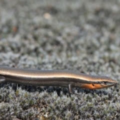 Acritoscincus platynotus at Tennent, ACT - 9 Oct 2021