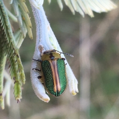 Calomela bartoni (Acacia Leaf Beetle) at Paddys River, ACT - 9 Oct 2021 by NedJohnston