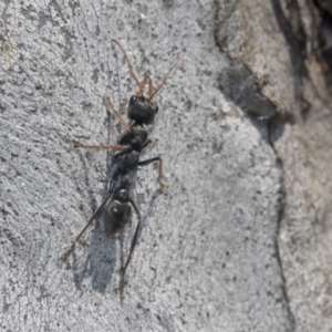 Myrmecia sp., pilosula-group at Higgins, ACT - 4 Oct 2021 11:57 AM