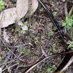 Cladonia sp. (genus) at Stromlo, ACT - suppressed