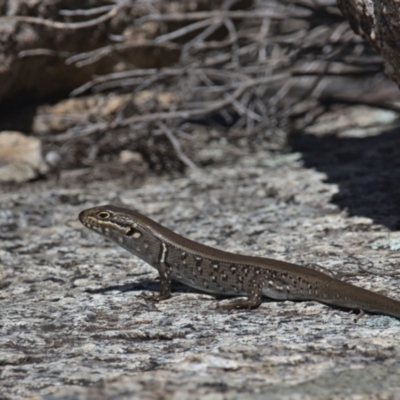 Liopholis whitii (White's Skink) at Tennent, ACT - 9 Oct 2021 by TimotheeBonnet