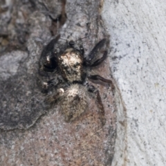 Unidentified Spider (Araneae) at Hawker, ACT - 4 Oct 2021 by AlisonMilton