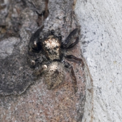 Unverified Spider at Hawker, ACT - 4 Oct 2021 by AlisonMilton
