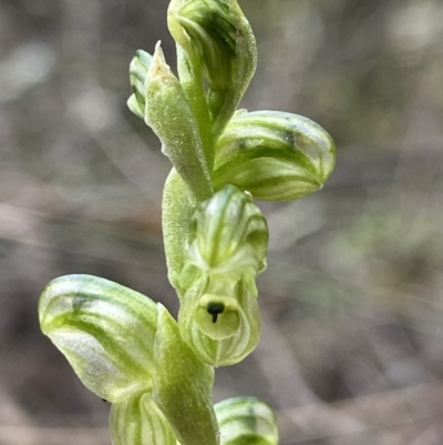 Hymenochilus cycnocephalus (Swan greenhood) at Stromlo, ACT - 10 Oct 2021 by AJB