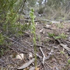 Hymenochilus cycnocephalus at Stromlo, ACT - suppressed