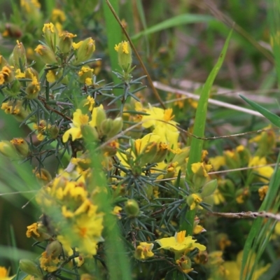 Hibbertia riparia (Erect Guinea-flower) at Wodonga, VIC - 10 Oct 2021 by KylieWaldon