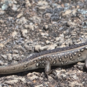 Liopholis whitii at Tennent, ACT - 9 Oct 2021 12:30 PM