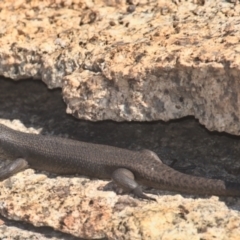 Egernia saxatilis intermedia (Black Rock Skink) at Tennent, ACT - 9 Oct 2021 by TimotheeBonnet