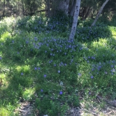 Vinca major (Blue Periwinkle) at Paddys River, ACT - 9 Oct 2021 by Ned_Johnston