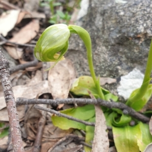 Pterostylis nutans at Tuggeranong DC, ACT - suppressed