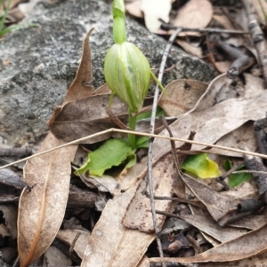 Pterostylis nutans at Tuggeranong DC, ACT - suppressed