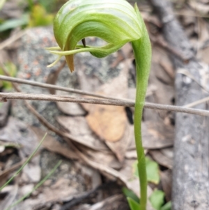 Pterostylis nutans at Tuggeranong DC, ACT - suppressed