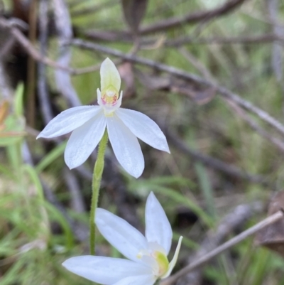 Caladenia carnea (Pink Fingers) at Denman Prospect 2 Estate Deferred Area (Block 12) - 9 Oct 2021 by AJB