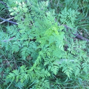 Conium maculatum at Paddys River, ACT - 9 Oct 2021