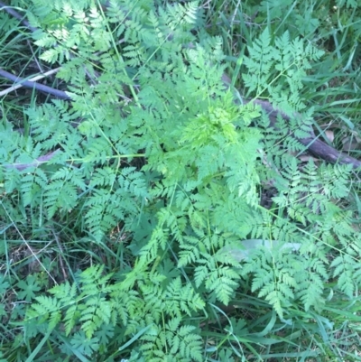 Conium maculatum (Hemlock) at Paddys River, ACT - 9 Oct 2021 by Ned_Johnston