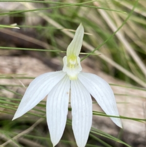 Caladenia carnea at Denman Prospect, ACT - suppressed