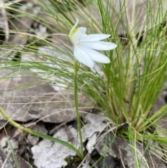 Caladenia carnea at Denman Prospect, ACT - suppressed