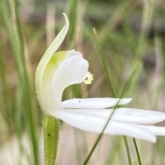 Caladenia carnea at Denman Prospect, ACT - suppressed