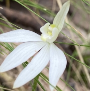 Caladenia carnea at Denman Prospect, ACT - 10 Oct 2021