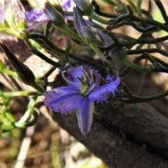 Thysanotus patersonii (Twining Fringe Lily) at Tennent, ACT - 9 Oct 2021 by JohnBundock