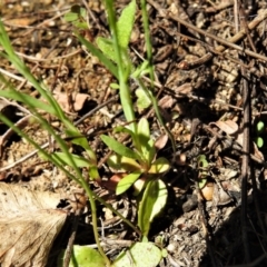 Thysanotus patersonii at Tennent, ACT - 9 Oct 2021 11:57 AM