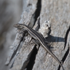 Pseudemoia spenceri (Spencer's Skink) at Tennent, ACT - 9 Oct 2021 by TimotheeBonnet