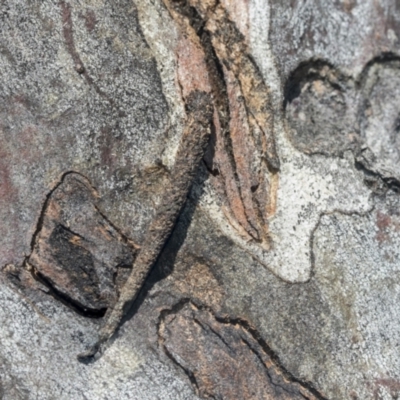 Conoeca guildingi (A case moth) at Higgins, ACT - 4 Oct 2021 by AlisonMilton