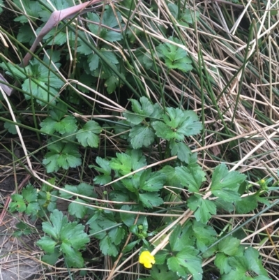 Ranunculus repens (Creeping Buttercup) at O'Connor, ACT - 10 Oct 2021 by NedJohnston