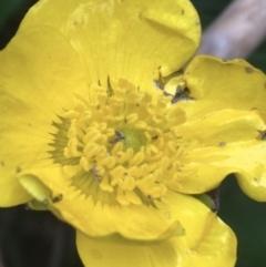 Ranunculus repens at O'Connor, ACT - 10 Oct 2021 04:29 PM