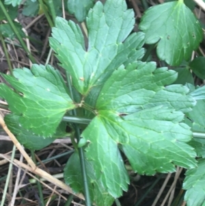 Ranunculus repens at O'Connor, ACT - 10 Oct 2021