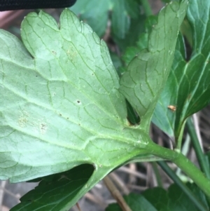 Ranunculus repens at O'Connor, ACT - 10 Oct 2021