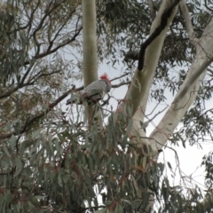 Callocephalon fimbriatum (Gang-gang Cockatoo) at Molonglo Valley, ACT - 10 Oct 2021 by sangio7
