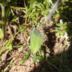 Caladenia parva at Tennent, ACT - 9 Oct 2021