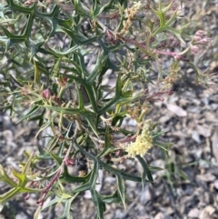 Grevillea ramosissima subsp. ramosissima (Fan Grevillea) at Jerrabomberra, NSW - 9 Oct 2021 by Steve_Bok