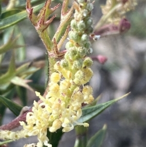 Grevillea ramosissima subsp. ramosissima at Jerrabomberra, NSW - 10 Oct 2021