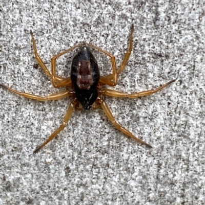 Euryopis umbilicata (Striped tick spider) at Mount Jerrabomberra - 10 Oct 2021 by Steve_Bok