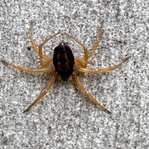 Euryopis umbilicata at Jerrabomberra, NSW - 10 Oct 2021