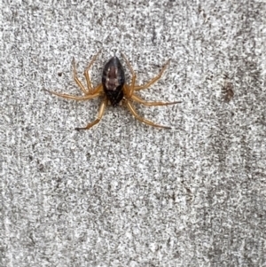 Euryopis umbilicata at Jerrabomberra, NSW - 10 Oct 2021