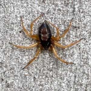 Euryopis umbilicata at Jerrabomberra, NSW - 10 Oct 2021