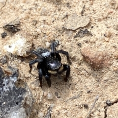 Salticidae sp. 'Golden palps' (Unidentified jumping spider) at Jerrabomberra, NSW - 9 Oct 2021 by Steve_Bok