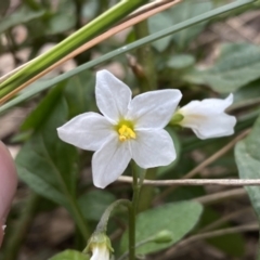 Solanum nigrum (Black Nightshade) at Jerrabomberra, NSW - 10 Oct 2021 by Steve_Bok