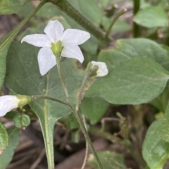 Solanum nigrum at Jerrabomberra, NSW - 10 Oct 2021