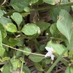 Solanum nigrum at Jerrabomberra, NSW - 10 Oct 2021