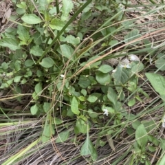 Solanum nigrum at Jerrabomberra, NSW - 10 Oct 2021