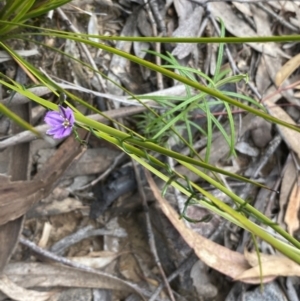 Thysanotus patersonii at Jerrabomberra, NSW - 10 Oct 2021