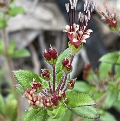 Pomax umbellata (A Pomax) at Mount Jerrabomberra QP - 9 Oct 2021 by Steve_Bok