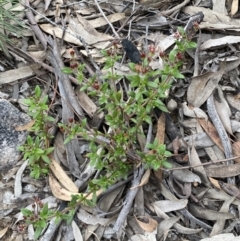 Pomax umbellata at Jerrabomberra, NSW - 10 Oct 2021