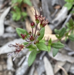 Pomax umbellata at Jerrabomberra, NSW - 10 Oct 2021